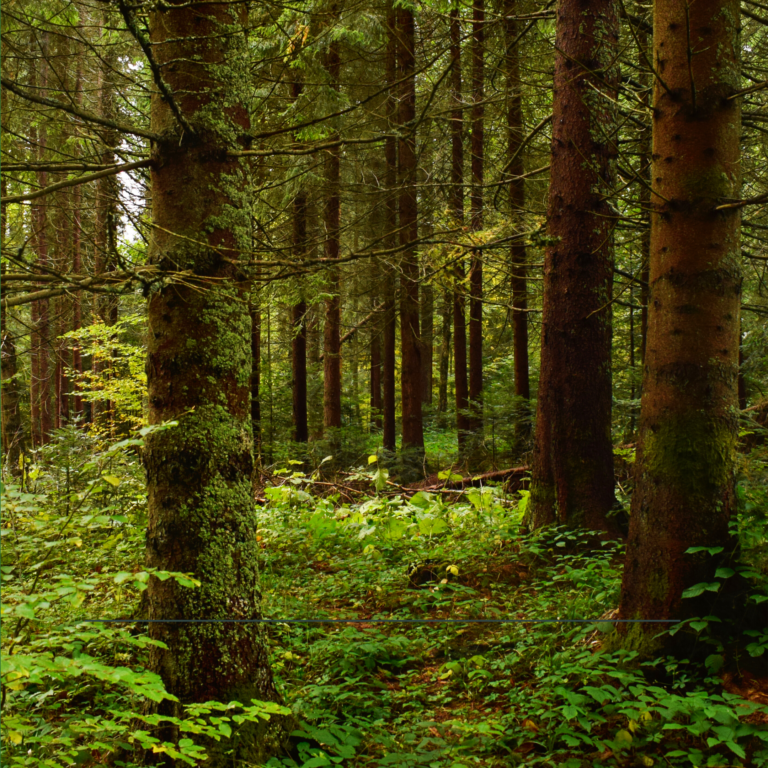 <a href='https://fitmitrose.de/kursangebote/entspannung-in-wald-und-natur'>Entspannung in Wald und Natur</a>